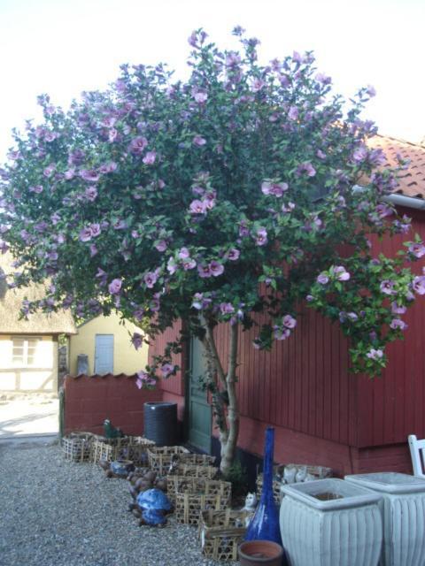 Herberg Vindeballe Ærøskøbing